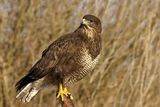 thumbnail: Over 100 years ago Buzzards went extinct in Ireland.